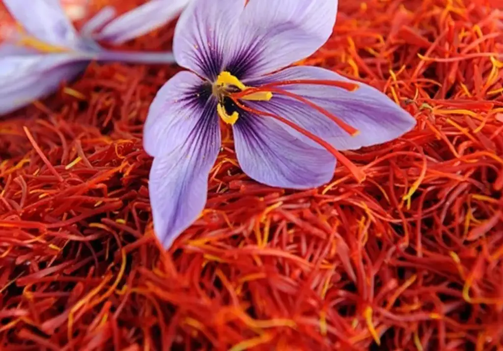 Red Gold of Iran Authentic Flavor