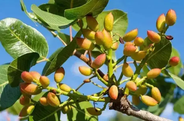 Premium Iranian Ahmad Aghaei Pistachios – Luxury grade, supplied by Apageco Global Trading